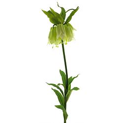 Foto van Fritillaria flower spray cream 119cm