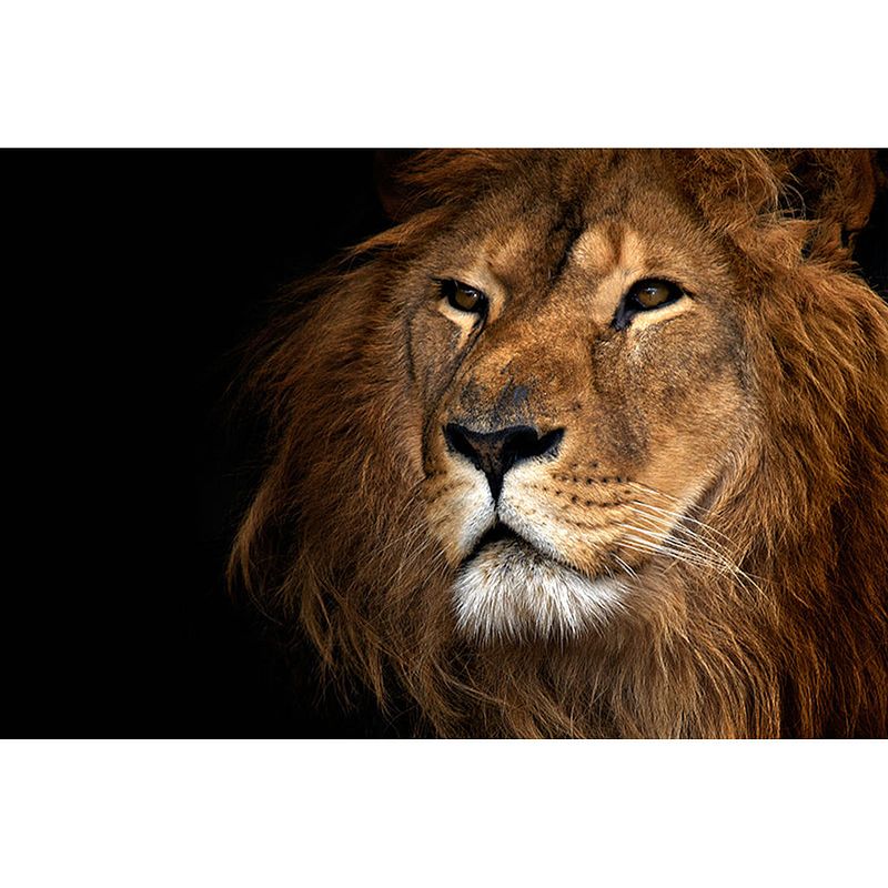 Foto van Spatscherm lion close up - 70x30 cm