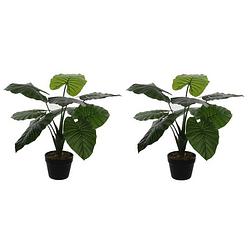 Foto van 2x groene colocasia taro kunstplanten in zwarte pot 60 cm - kunstplanten