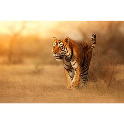 Foto van Inductiebeschermer - tijger - 89.6x51.6 cm