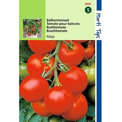 Foto van Hortitops - 2 stuks tomaten maja balkontomaat amateur variety