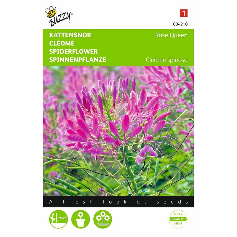 Foto van 2 stuks cleome spinosa rose queen