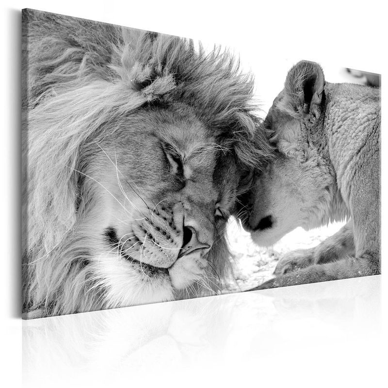 Foto van Artgeist lions love canvas schilderij 60x40cm