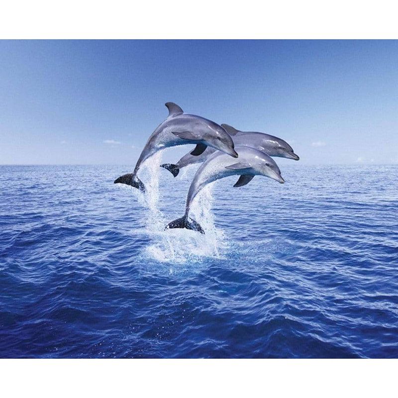 Foto van Pyramid dolphin trio poster 50x40cm