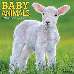 Foto van Baby animals kalender 2023