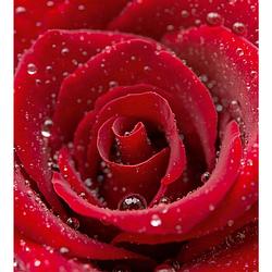 Foto van Dimex red rose vlies fotobehang 225x250cm 3-banen