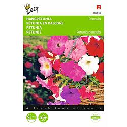 Foto van 2 stuks petunia pendula gemengd