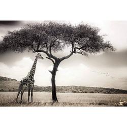 Foto van Wizard+genius giraffe safari vlies fotobehang 384x260cm 8-banen