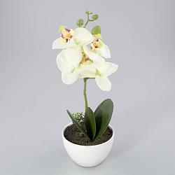 Foto van Orchidee in kunststof pot groen m