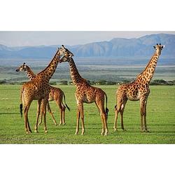 Foto van Giraffe placemats 3d 28 x 44 cm - placemats