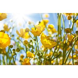 Foto van Dimex yellow flowers vlies fotobehang 375x250cm 5-banen