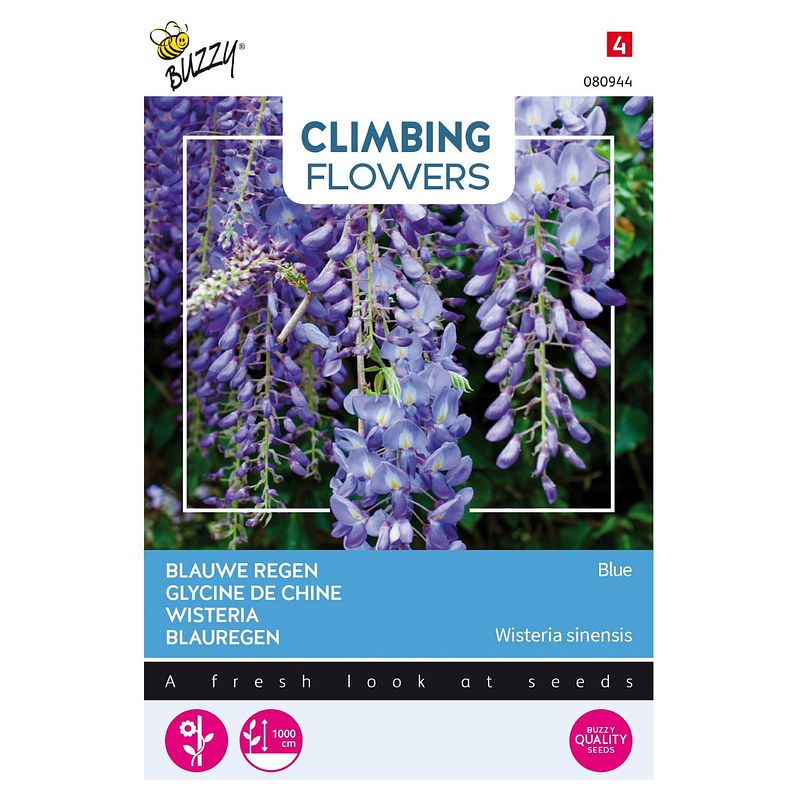 Foto van 3 stuks flowering climbers wisteria blauw