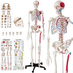 Foto van Tectake® - skelet anatomie medisch model - 180cm + anatomie poster - spier- en botmarkering - 400963