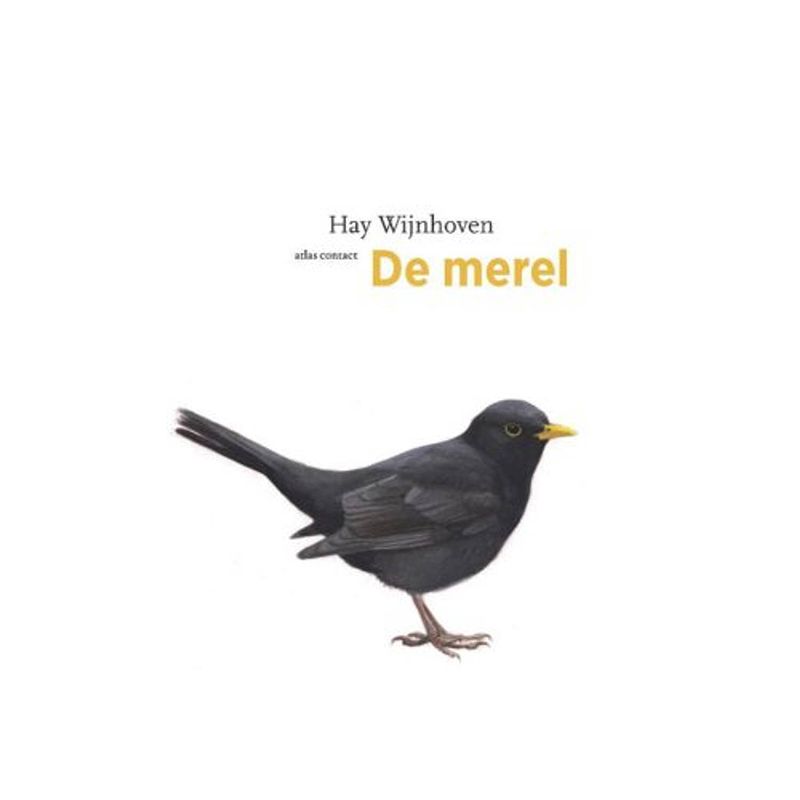 Foto van De merel - de vogelserie