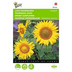 Foto van 2 stuks helianthus annuus sunspot enkelbl. laag geel