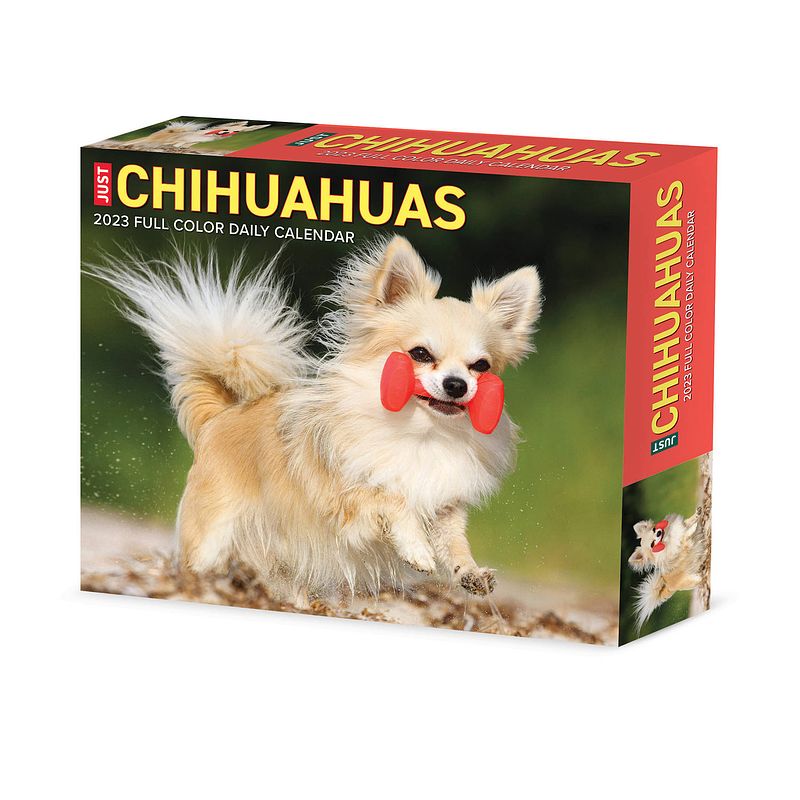 Foto van Chihuahua kalender 2023 boxed