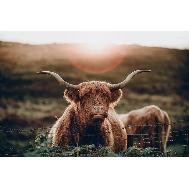 Foto van Spatscherm zonnende hooglander - 70x50 cm