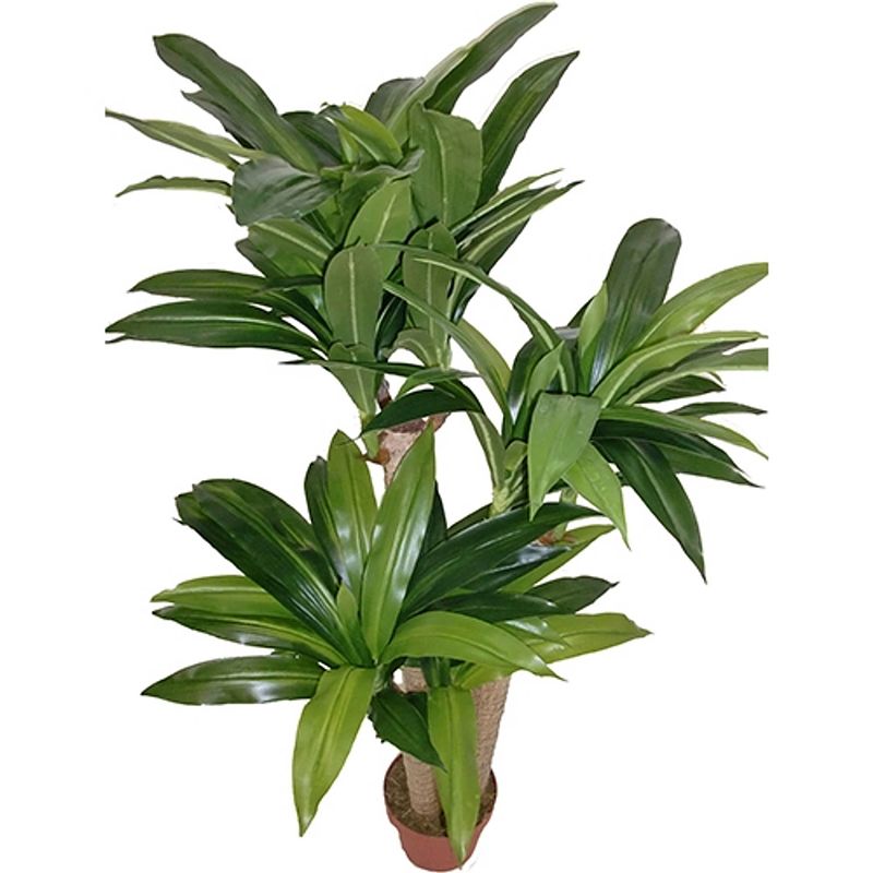 Foto van Dracaena 125 cm