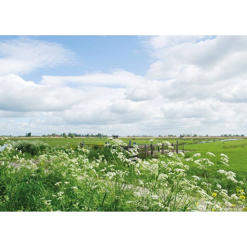 Foto van Tuinschilderij parsly field 70x130cm