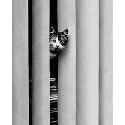 Foto van Golbin - curious cat kunstdruk 40x50cm
