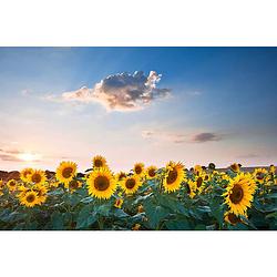 Foto van Inductiebeschermer - zomerse zonnebloemen - 58x52 cm