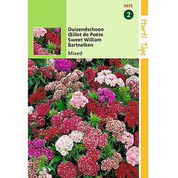 Foto van 2 stuks dianthus barb. nanus compactus dubbel gemengd