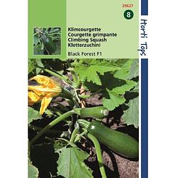 Foto van Ht courgette black forest f1 (klimmend)