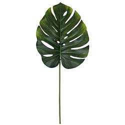 Foto van Gerimport droogbloem monstera 77 cm groen