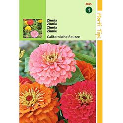 Foto van 2 stuks - hortitops - ht zinnia californische reuzen gemengd