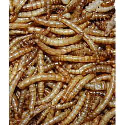 Foto van Suren collection - meelwormen 10 liter