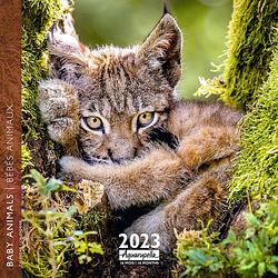 Foto van Baby animals kalender 2023