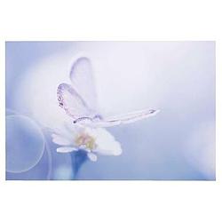 Foto van Decopaneel vlinder - 60x90 cm - leen bakker