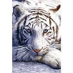 Foto van Pyramid white tiger poster 61x91,5cm