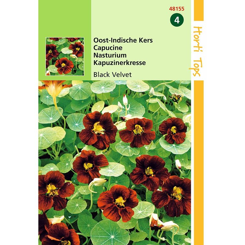 Foto van Hortitops - 5 stuks ht tropaeolum, oost-indische kers black velvet