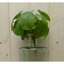 Foto van Warentuin mix - kunstpannenkoekplant op steker 25 cm