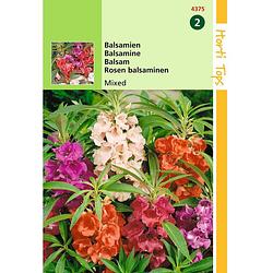 Foto van Hortitops - 2 stuks impatiens balsamina balsamine dubbelbl. gemengd