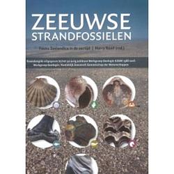 Foto van Zeeuwse strandfossielen