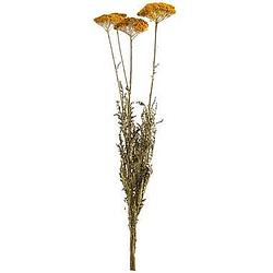Foto van Droogbloemen achillea 3-stuks - 70 cm - leen bakker