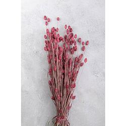 Foto van Couronne bundeltje gedroogde bloemen phalaris old pink