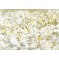 Foto van Komar daisies fotobehang 368x254cm 8-delen