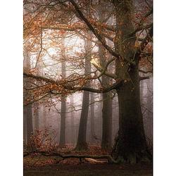 Foto van Wizard+genius foggy autumn forest vlies fotobehang 192x260cm 4-banen