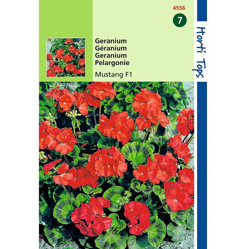 Foto van Hortitops - 2 stuks pelargonium f1 mustang kersrood