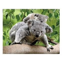 Foto van Dieren magneet 3d koalaberen - magneten