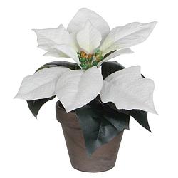 Foto van Mica decorations kunstplant poinsettia 20 cm keramiek wit