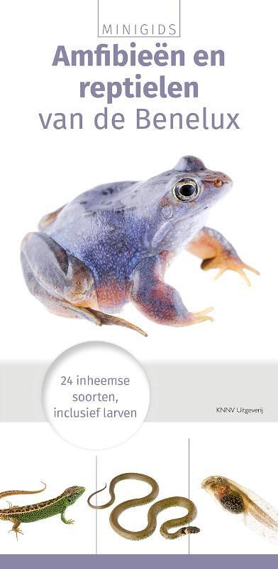 Foto van Minigids amfibieën en reptielen - paperback (9789050116923)