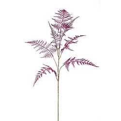 Foto van Asparagus spray purple 85 cm