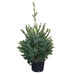 Foto van Kerstboom warentuin picea omorika 60 - 80 cm in pot warentuin natuurlijk