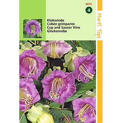 Foto van 2 stuks - hortitops - cobaea scandens violetblauw