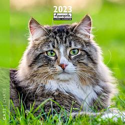 Foto van Katten kalender 2023