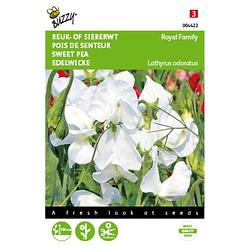 Foto van 2 stuks lathyrus odoratus royal family wit